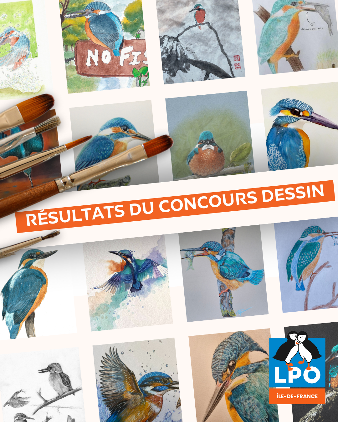 Résultats du concours "dessiner un martin pêcheur d'Europe"